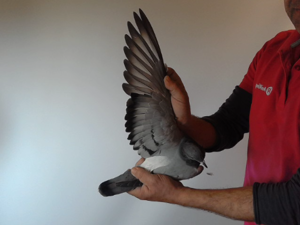 Pigeon image