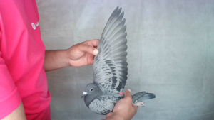Pigeon image