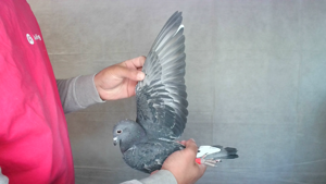 Pigeon image