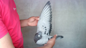 Pigeon image