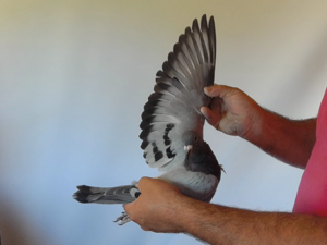 Pigeon image