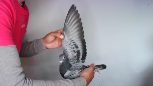Pigeon image