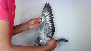 Pigeon image