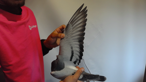 Pigeon image