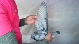 Pigeon image