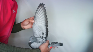 Pigeon image
