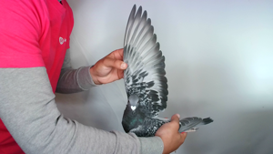 Pigeon image