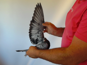 Pigeon image