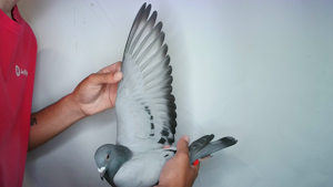 Pigeon image