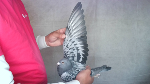 Pigeon image