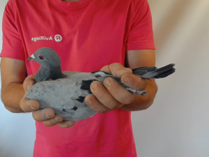 Pigeon image