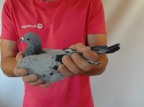 Pigeon image