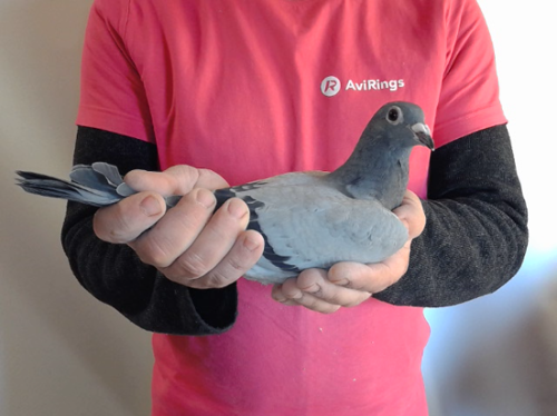 Pigeon image