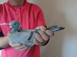 Pigeon image