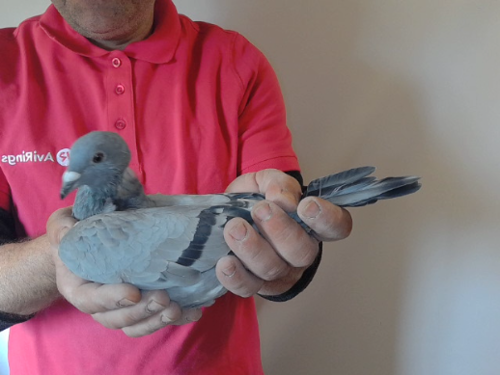 Pigeon image