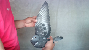 Pigeon image