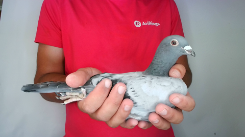 Pigeon image