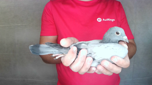 Pigeon image