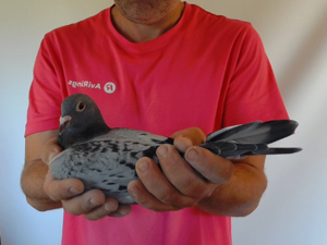 Pigeon image