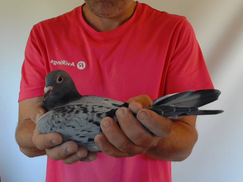 Pigeon image