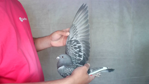 Pigeon image