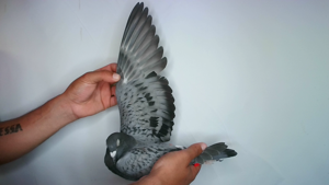 Pigeon image