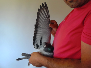 Pigeon image