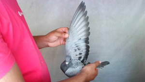 Pigeon image