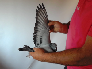 Pigeon image