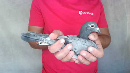 Pigeon image