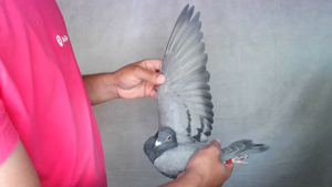 Pigeon image