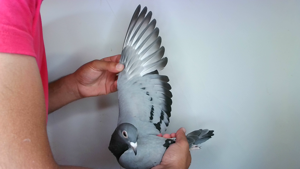 Pigeon image