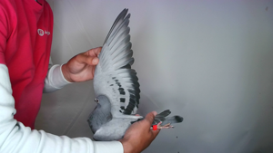 Pigeon image