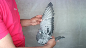 Pigeon image