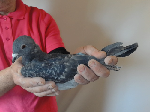 Pigeon image