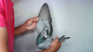 Pigeon image