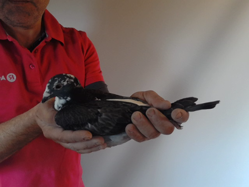 Pigeon image