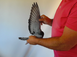 Pigeon image