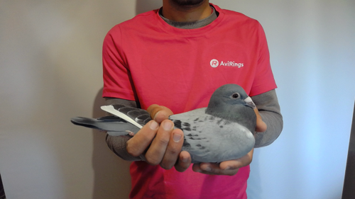 Pigeon image