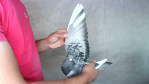Pigeon image