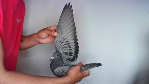Pigeon image