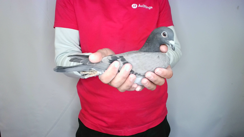 Pigeon image