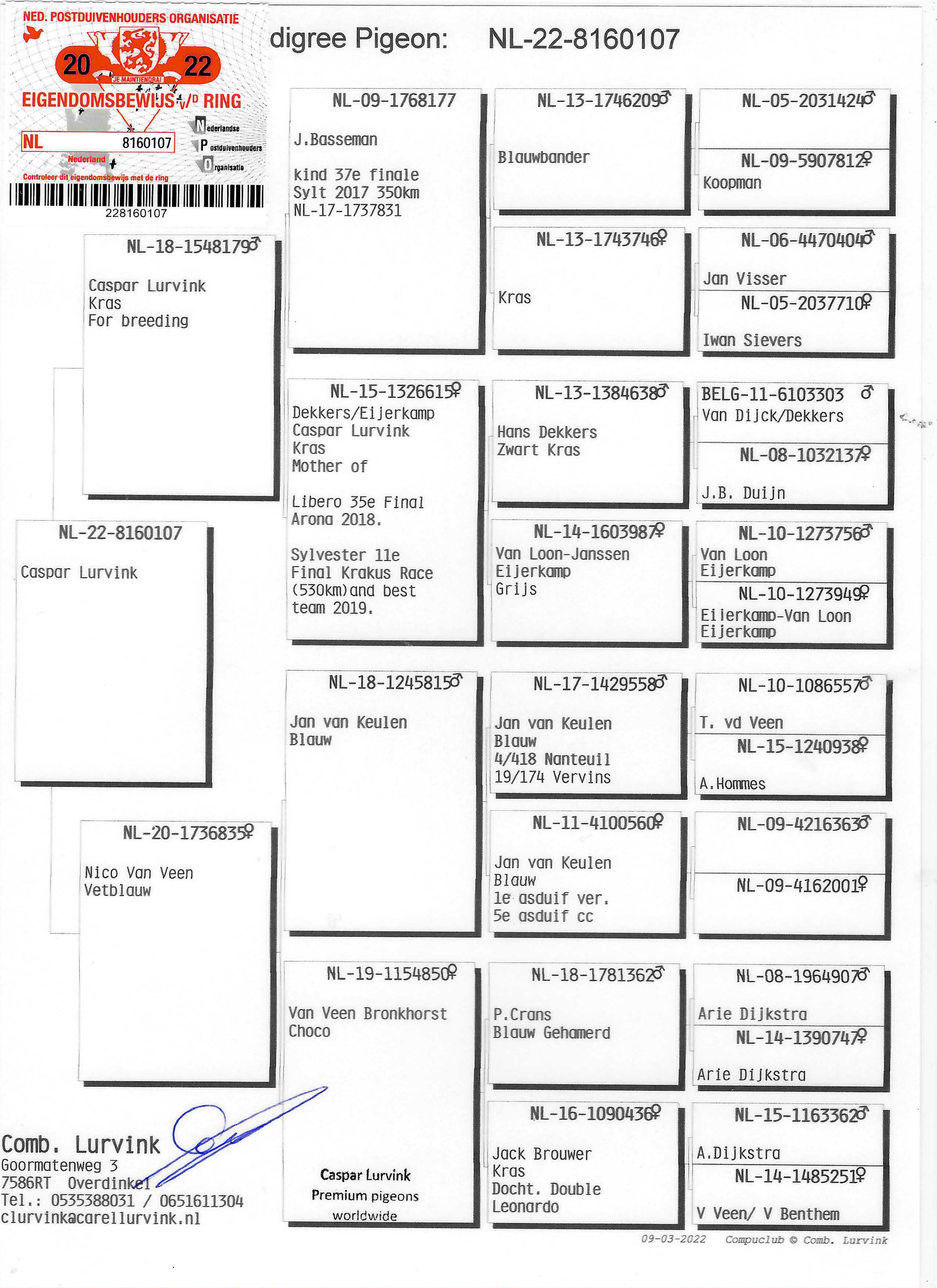 Pigeon pedigree image