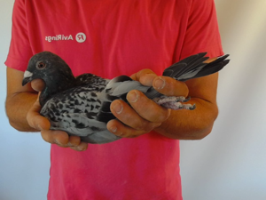 Pigeon image
