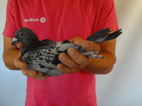 Pigeon image