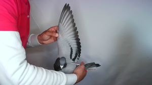 Pigeon image