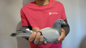 Pigeon image