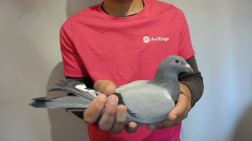 Pigeon image