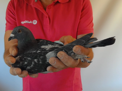 Pigeon image