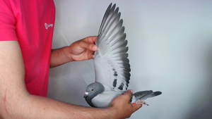 Pigeon image